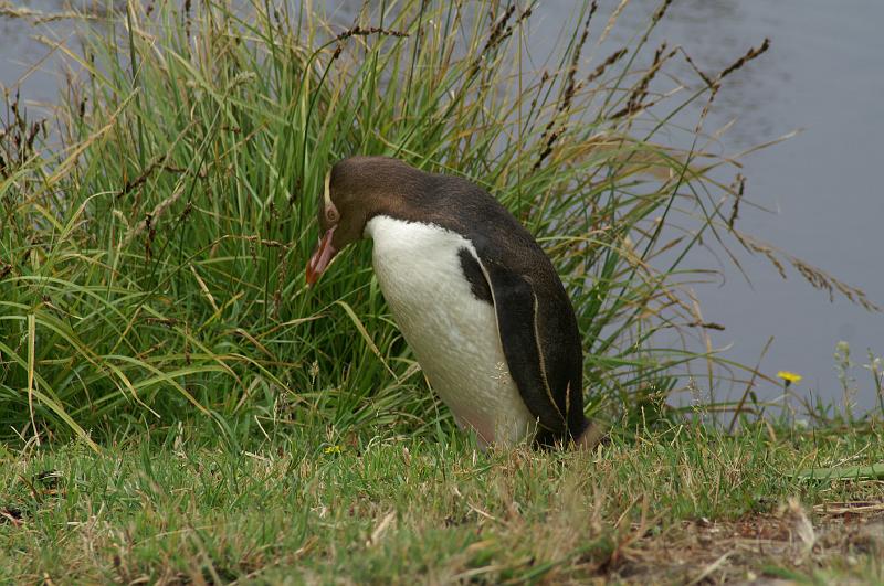 PICT94400_090116_OtagoPenin.jpg - Penguin Place, Otago Peninsula (Dunedin): Yellow Eyed Penguin "Cleo"
